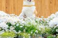 写真スポットで『犬…の画像
