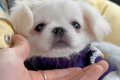 可愛らしい赤ちゃん…の画像