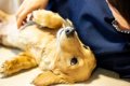 犬が飼い主にみせる…の画像