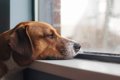 犬が『ひとりになり…の画像