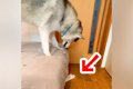 フローリング用ワイ…の画像