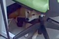 『犬がいる職場』の1…の画像
