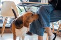 犬が『股間を嗅いで…の画像