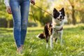 犬が食べたら危険な…の画像