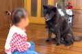 2歳の女の子が犬に『…の画像