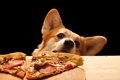 犬が人の食事をじっ…の画像