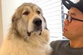 超大型犬が『動物病…の画像