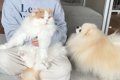 猫が大嫌いな『爪切…の画像