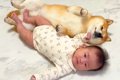 犬が赤ちゃんから蹴…の画像