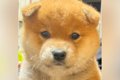 『たぬき顔の柴犬を…の画像