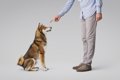 犬への『上手な叱り…の画像