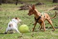 犬が散歩中に他の犬…の画像