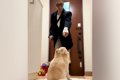 『散歩帰りの犬の足…の画像