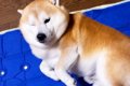 静かに家に帰ったら…の画像