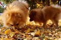 犬が『銀杏を拾い食…の画像