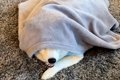 犬に目隠しをしてい…の画像