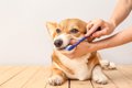 犬の『歯磨き』やり…の画像