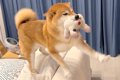 犬が『出張から帰っ…の画像