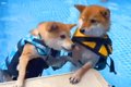 2匹の犬がプールに入…の画像