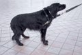 犬が『尻尾を隠す』…の画像