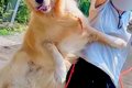 お散歩中の大型犬→楽…の画像