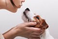 犬がキスをしてくる…の画像