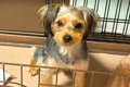 生後6ヶ月の子犬→『…の画像