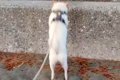 海岸へ行った犬が『…の画像