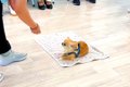 犬の保育園の『授業…の画像