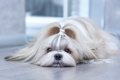 【獣医師監修】シー…の画像