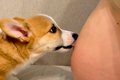 妊娠中、おなかの中…の画像