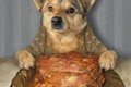 犬がベーコンを食べ…の画像