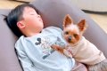 犬が男の子に秘密に…の画像