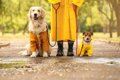 雨の日の犬の散歩で…の画像