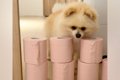 トイレットペーパー…の画像
