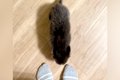 『構ってほしそうな…の画像