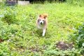 庭で遊んでいた犬→戻…の画像