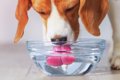 犬に水を与えるとき…の画像
