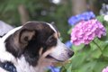 シニア犬におすすめ…の画像