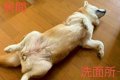 犬が家の中で寝てい…の画像