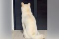 パパが仕事に行って…の画像