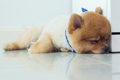 犬が突然強い眠気に…の画像