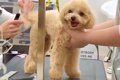 トリミング中の犬を…の画像