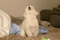 家の中で犬と『フリ…の画像