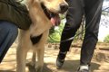 犬の舌に現れる舌斑…の画像