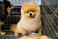 ケージで寂しい顔を…の画像
