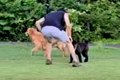 大型犬にタックルす…の画像