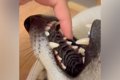 仰向けで口を開けて…の画像