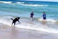 大型犬が『海に入る…の画像