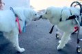 『同じ難病をかかえ…の画像